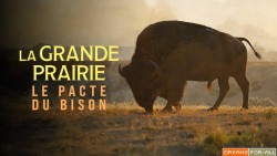 La grande prairie, le pacte du bison (2025)